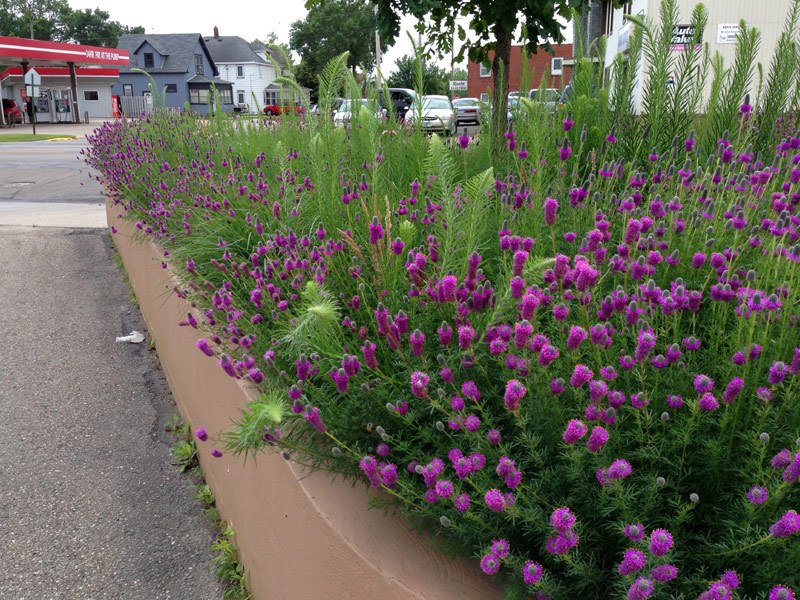 501+PURPLE PRAIRIE CLOVER Seeds Wildflower Nitrogen Fixing Drought Heat Cold