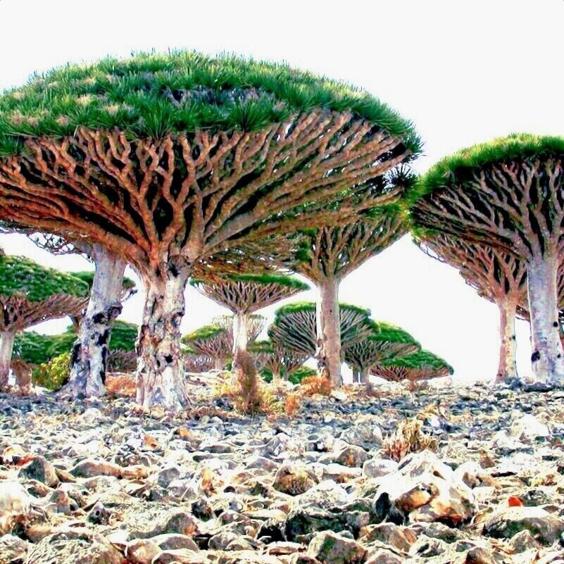 10 Dragon’s Blood Tree Seeds (Dracaena draco) Exotic Canary Island Palm Bonsai
