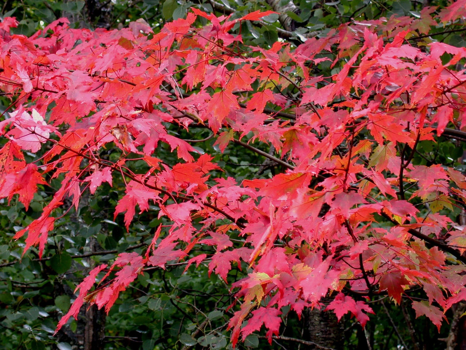 Red Maple Tree Seeds – For 2025 Planting Acer Rubrum Illinois Scarlet Canadian
