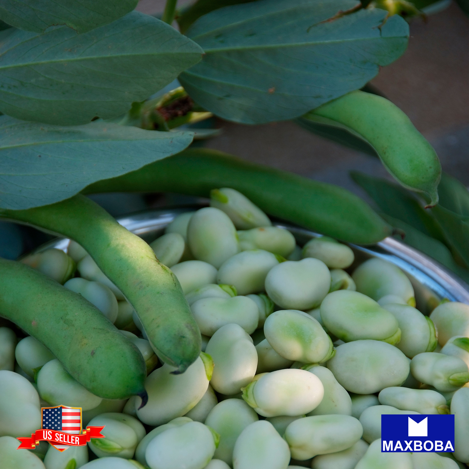 Fresh!!Cover Crop Broad Windsor Seeds Fava Bean Non-GMO Heirloom Vegetable