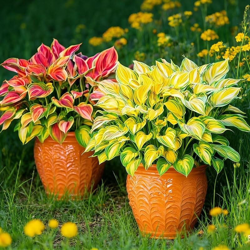 115+ Unique Hosta Seed Packets for Potted & Shade Garden Planting