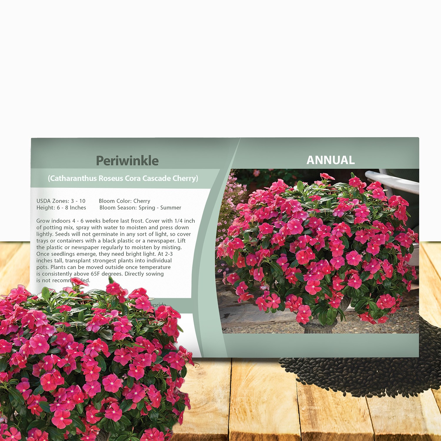 25 Seeds Drought Tolerant Trailing Vinca Perwinkle Ground Cover Plant Seeds