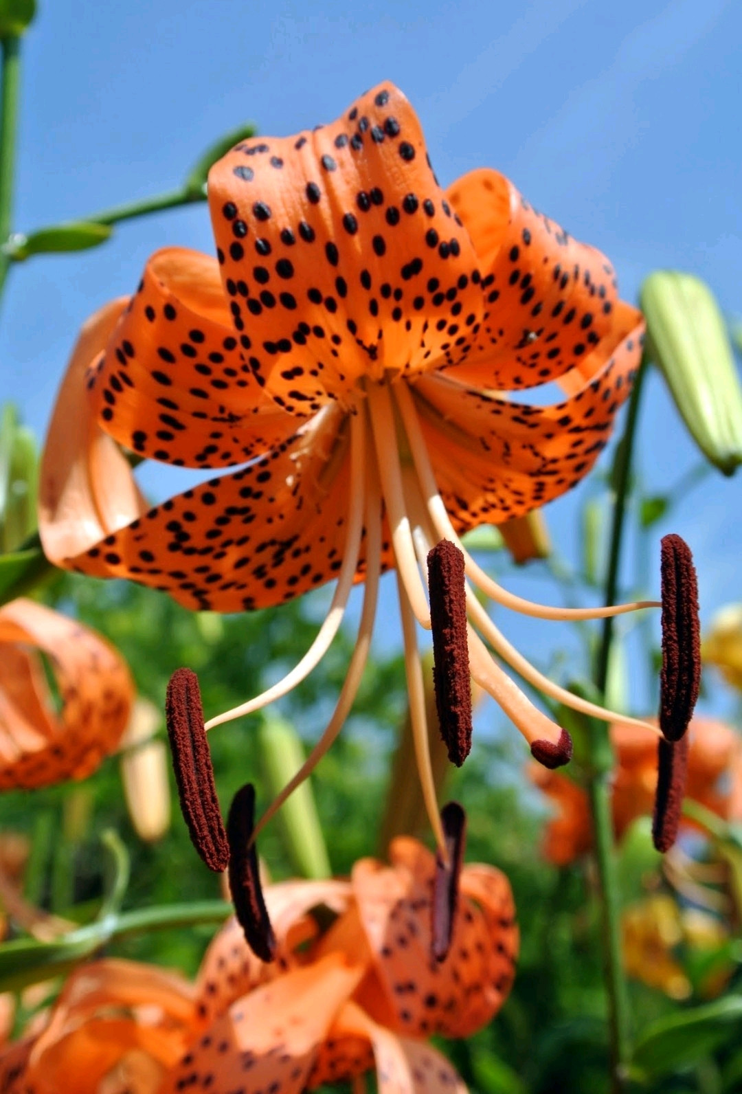 Lily Flower Bulbs Tiger Lilies 3 Large Orange Black Florist Flowers Spring Plant