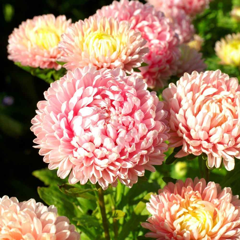 2000 Seeds Aster Seeds – Aster Callistephus Pink Tall Double Flower Seed