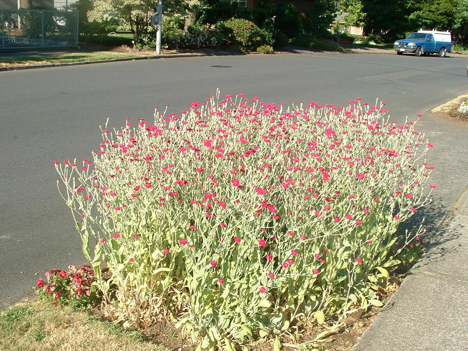 Purple-Rose Campion Perennial Vibrant Deep Color & Constant Flowering~120 Seeds