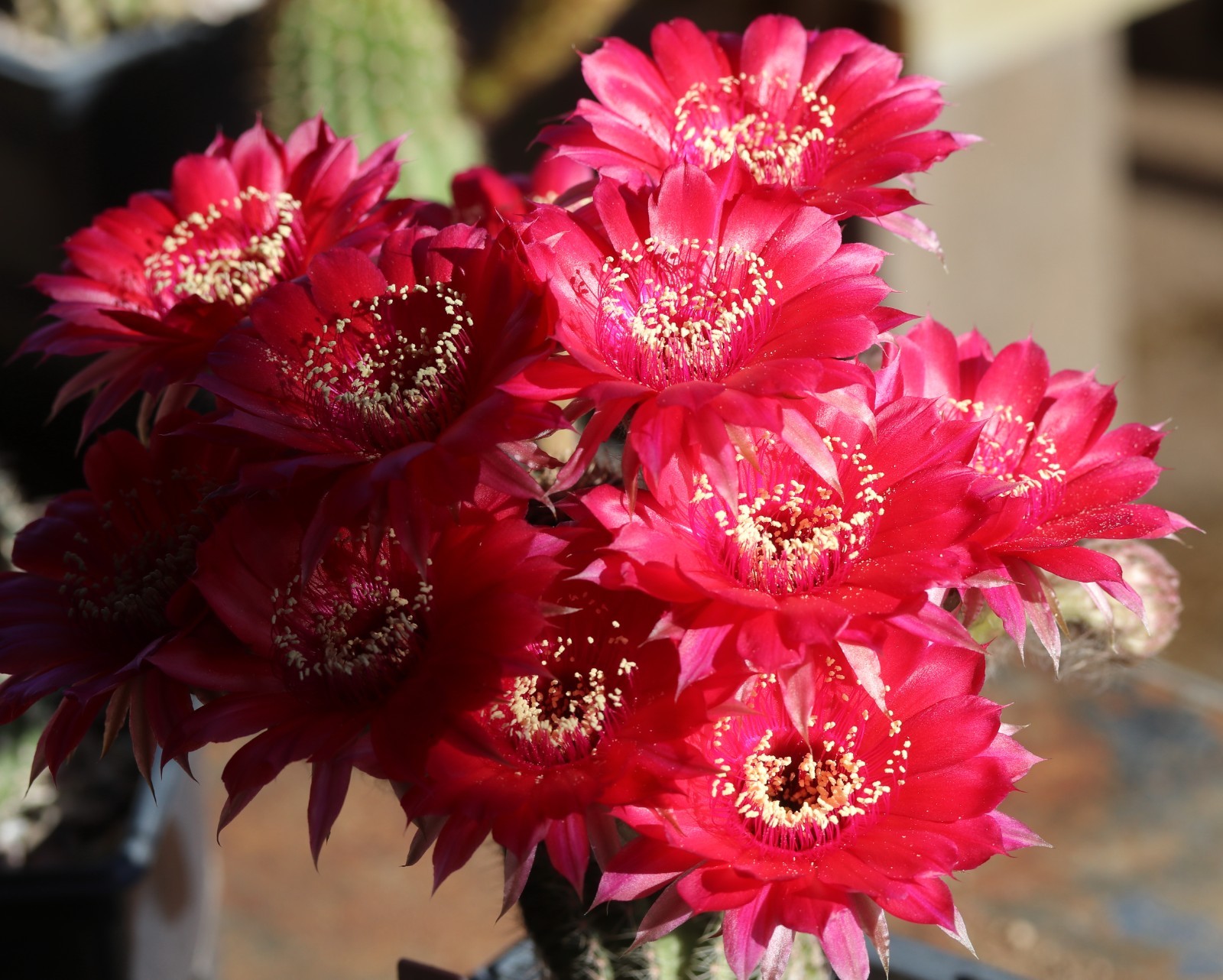 Echinopsis hybrid ‘Temptress’