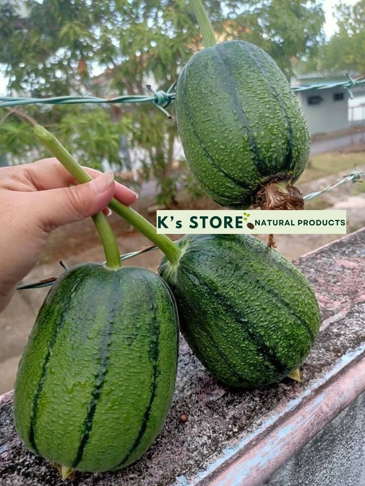 Taiwan APPLE LUFFA Hybrid Seeds; 蘋果絲瓜 very sweet can be eaten raw; from 農友種苗