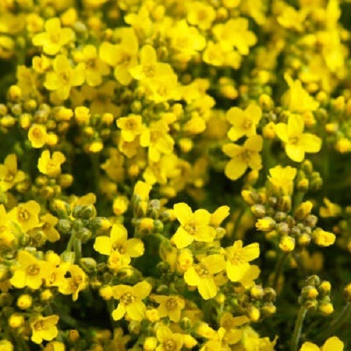 Basket of Gold Sweet Alyssum Seeds Perennial Yellow Ground Cover Rock Madwort