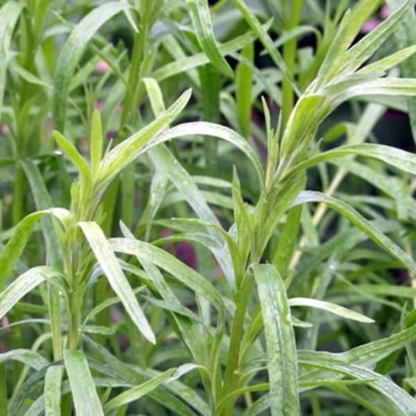 25+ UKRAINIAN TARRAGON HERB SEEDS ORGANIC USA GROWN NON GMO EASY TO GROW