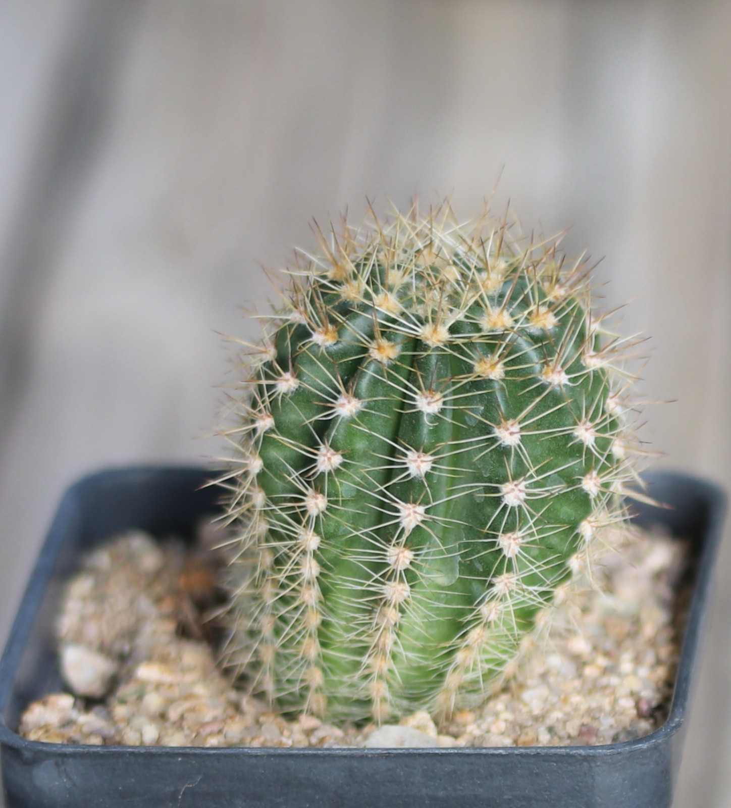 Echinopsis hybrid ‘Windigo’