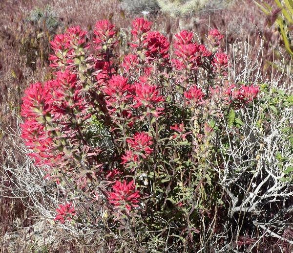 Castilleja angustifolia | Desert Indian Paintbrush | 100 Seeds