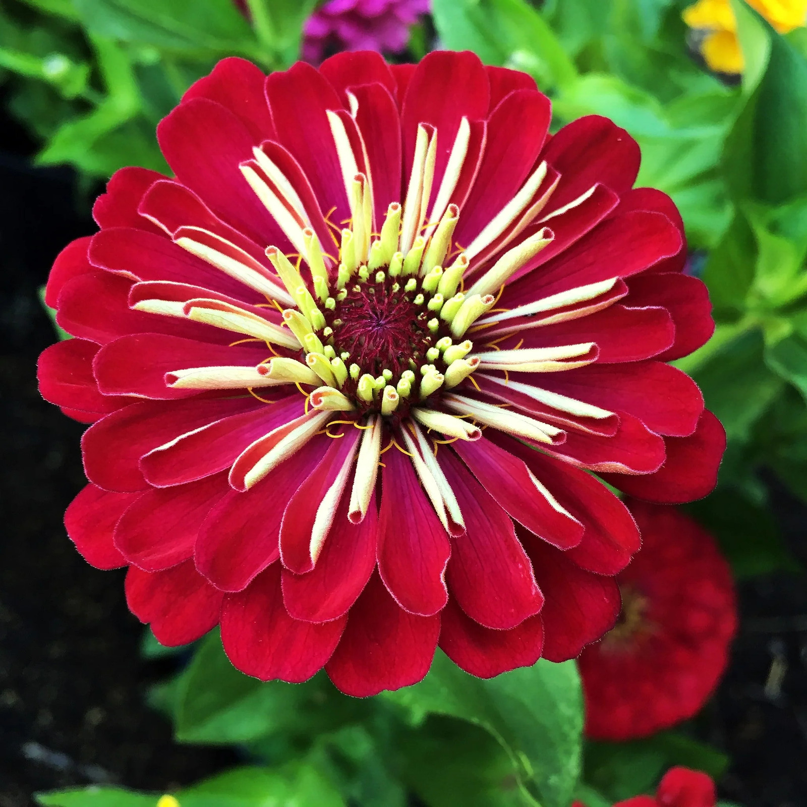 Meteor Burgundy Zinnia Seeds – For 2025 Planting Velvet Dark Red Maroon