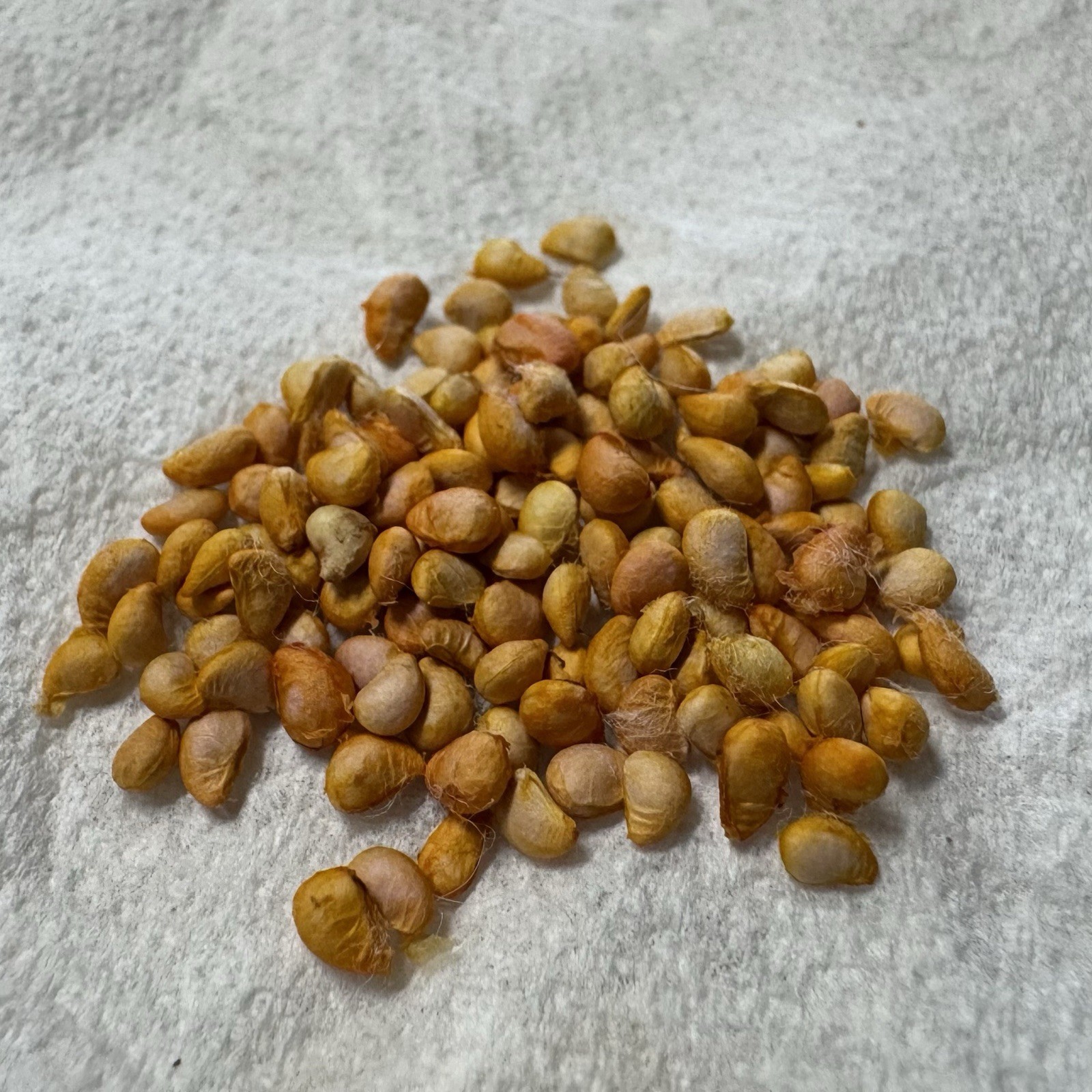 Cloudberry Seeds (10 Total) Rare Arctic Berry Plant (Rubus Chamaemorus)