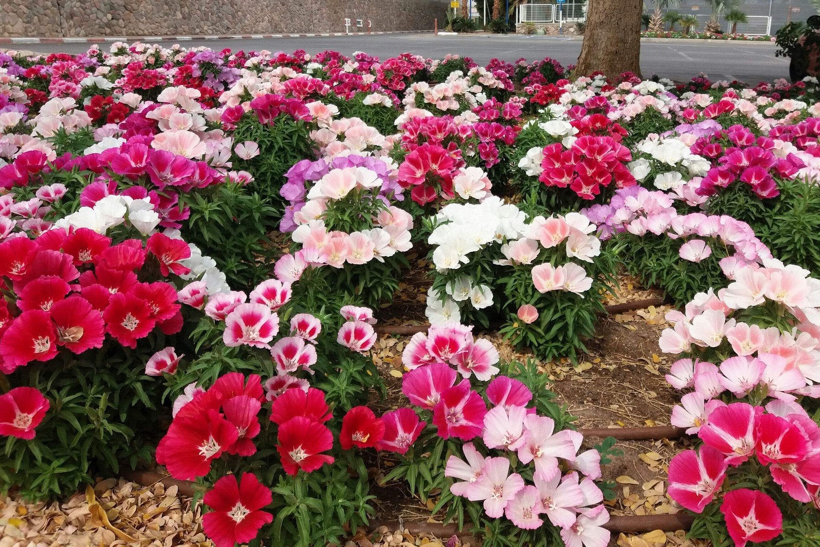 500 DOUBLE DEUCES GODETIA Grandiflora Clarkia Amoena Mixed BiColor Flower Seeds