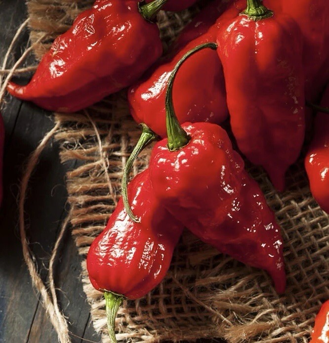 100+ Pepper Seeds – Mixed Peppers Seeds- Ghost, Habanero, Jalapeños AND More US