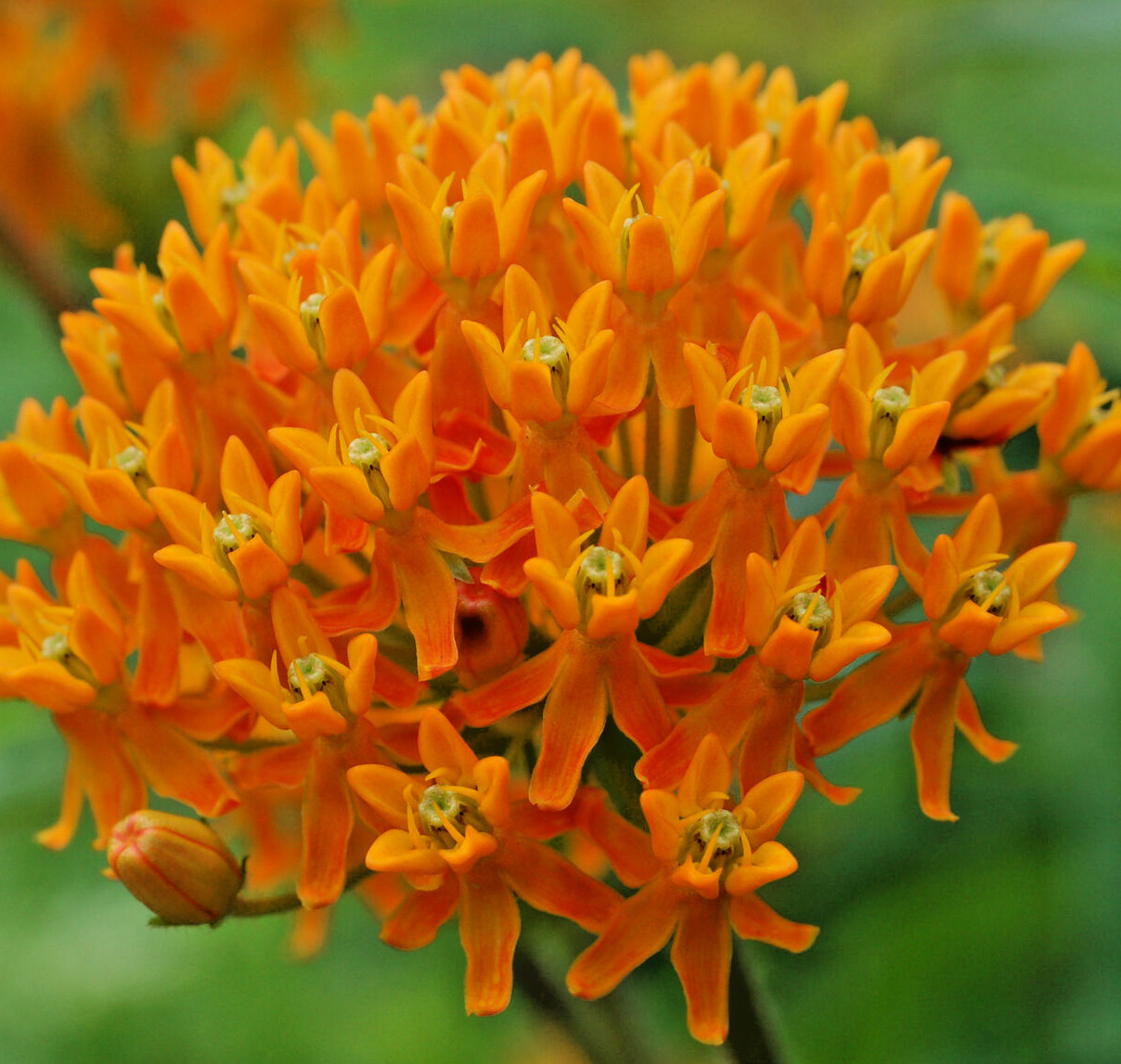 1000 ASCLEPIAS TUBEROSA Seeds (Butterfly Milkweed) Perennial Flower Garden Plant