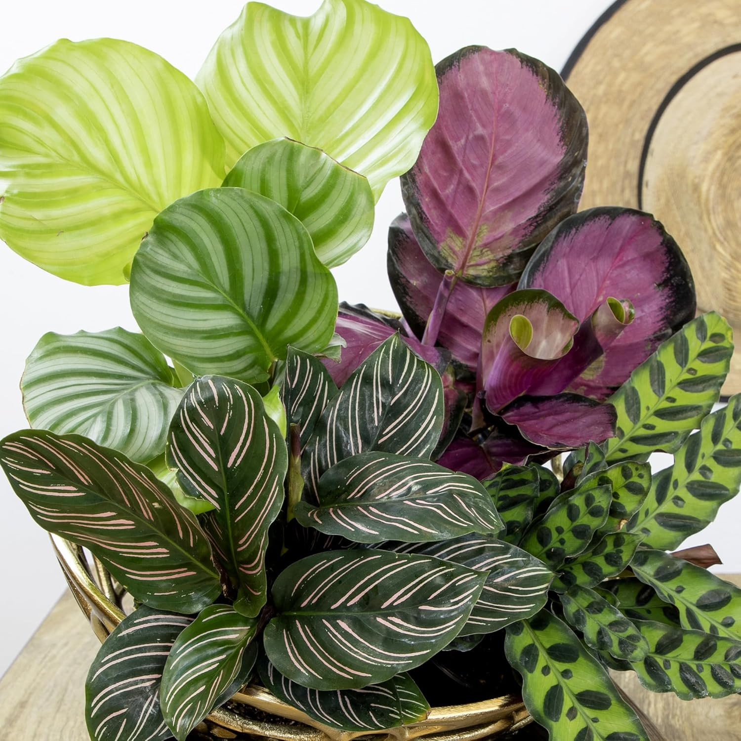 Live Calathea Houseplant (4 Pack), Pet Safe Plants for Cats & Dogs, Makoyana, Ra