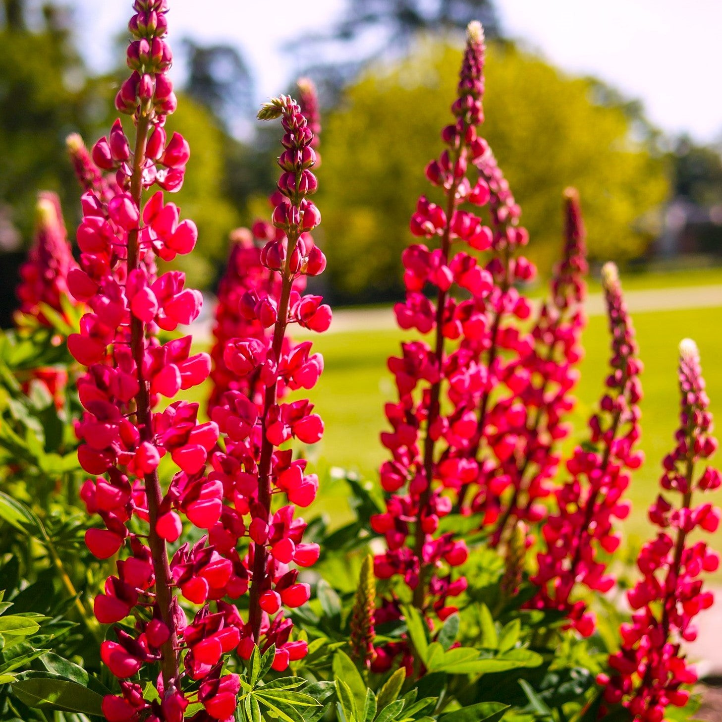 My Castle Red Russell Lupine Seeds – For 2025 Planting Lupinus Scarlet Spikes