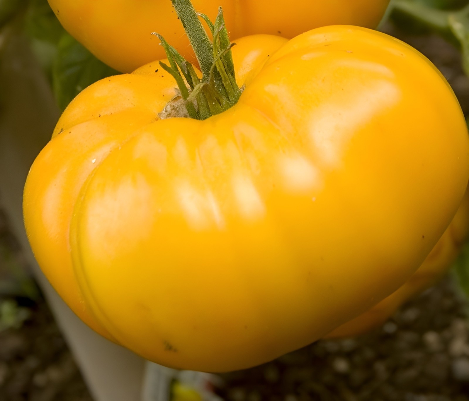 100 Heirloom Azoychka Yellow Beefsteak Tomato Seeds -8-16oz Sweet Indeterminate