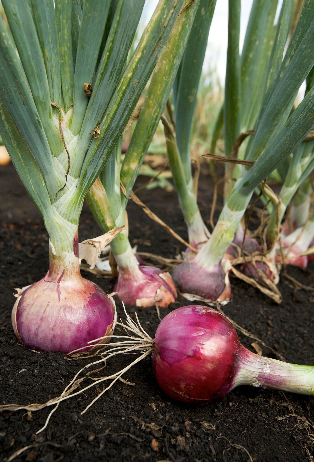 Scarlet Bandit Onion Seeds 250+ Bunching Onion Vegetable NON-GMO FREE SHIPPING