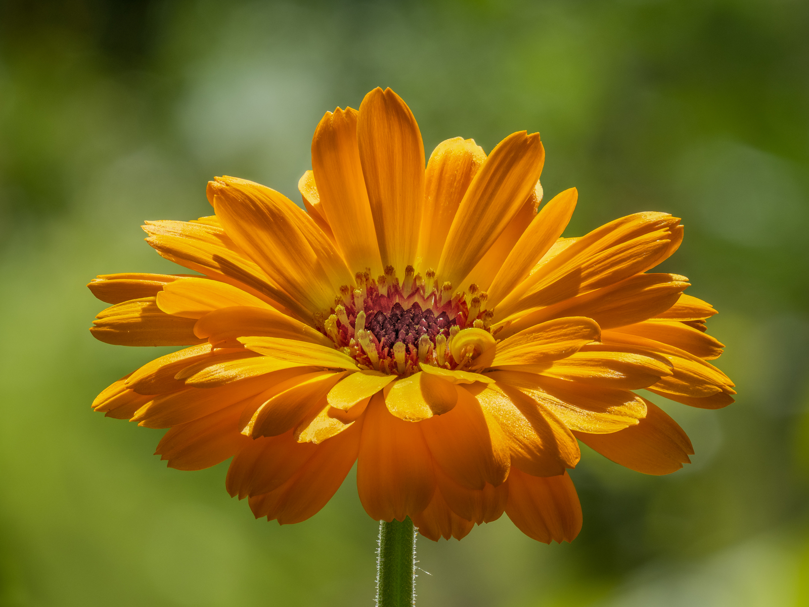 2,000 CALENDULA OFFICINALIS Seeds (Pot Marigold) | NON-GMO | Free shipping