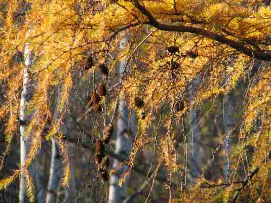 Japanese Larch, (Larix kaempferi) Larix leptolepis, Tree Seeds, (Fall Color)