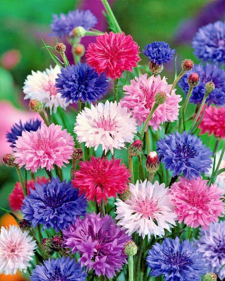 501+CORNFLOWER BACHELOR BUTTON Mixed Seeds Cut Dried Flowers Garden Container