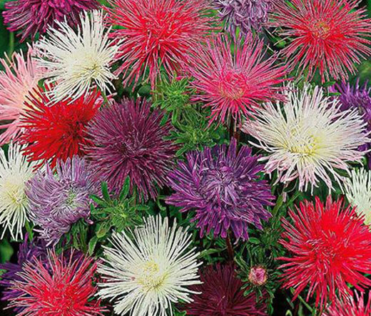 ASTER NEEDLE UNICUM MIXED COLORS Callistephus Chinensis – 150 Bulk Seeds