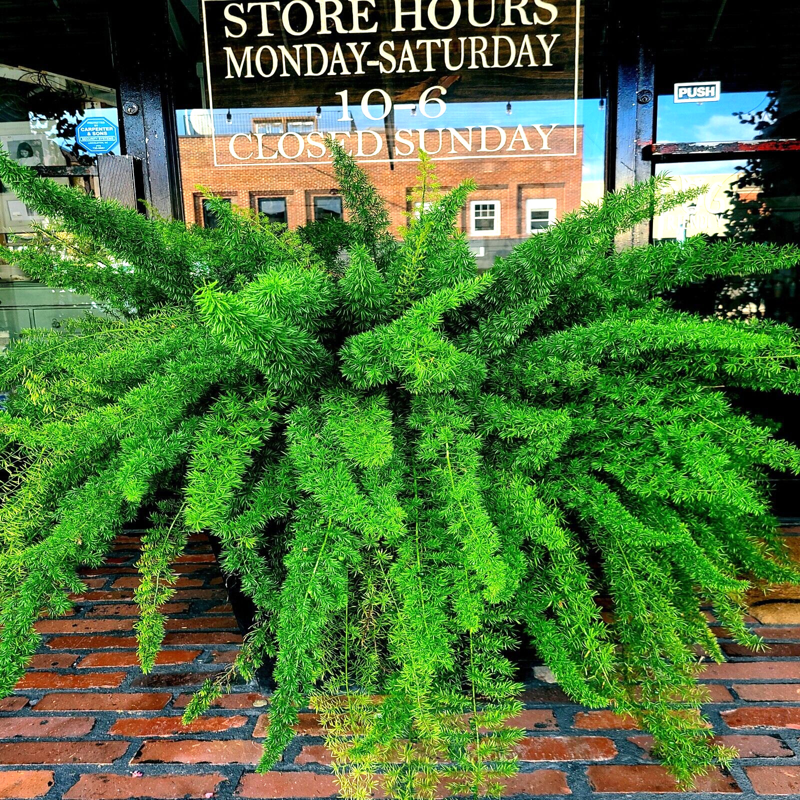 20 ASPARAGUS FOXTAIL FERN Seeds Myers Houseplant Tropical Flower Garden RARE!