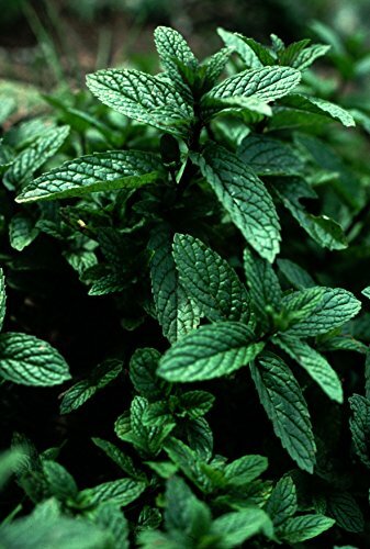 Peppermint Great Garden Herb By Seed Kingdom 1,000 Seeds