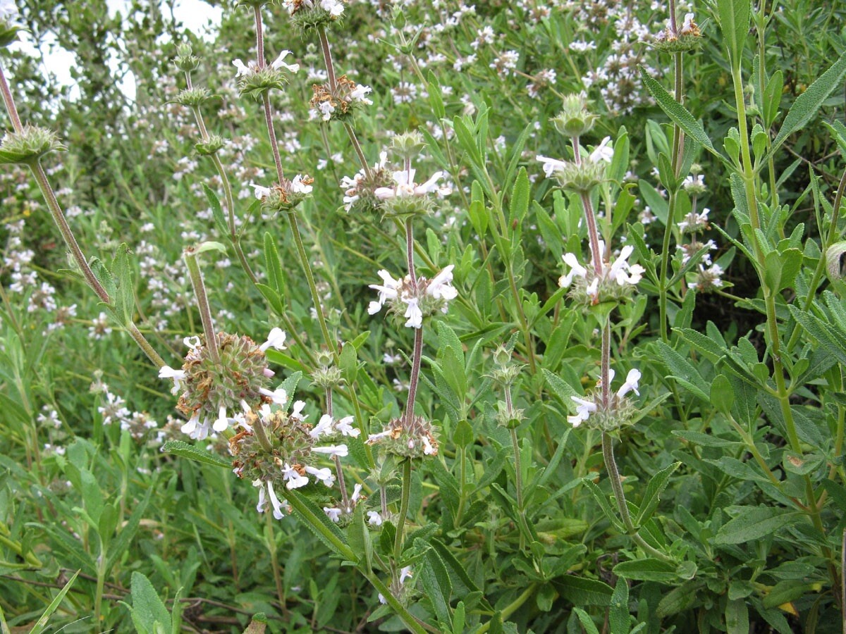 Black Sage/ Salvia Mellifera 100+ Seeds 2023 – USA