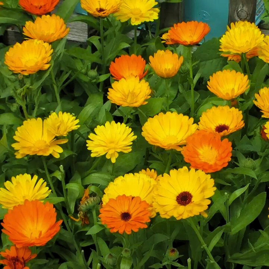 Fresh Premium Pacific Beauty Calendula Seeds | Heirloom Non-GMO | Flower Seeds