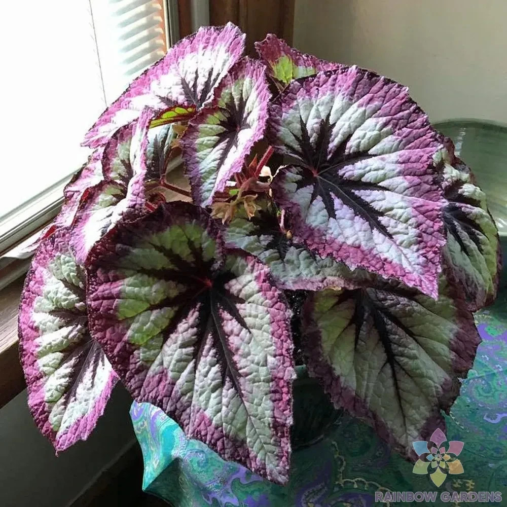 25+ Two Tone Purple Rex Begonia Seeds for Garden Planting – USA – FREE SHIPPING!