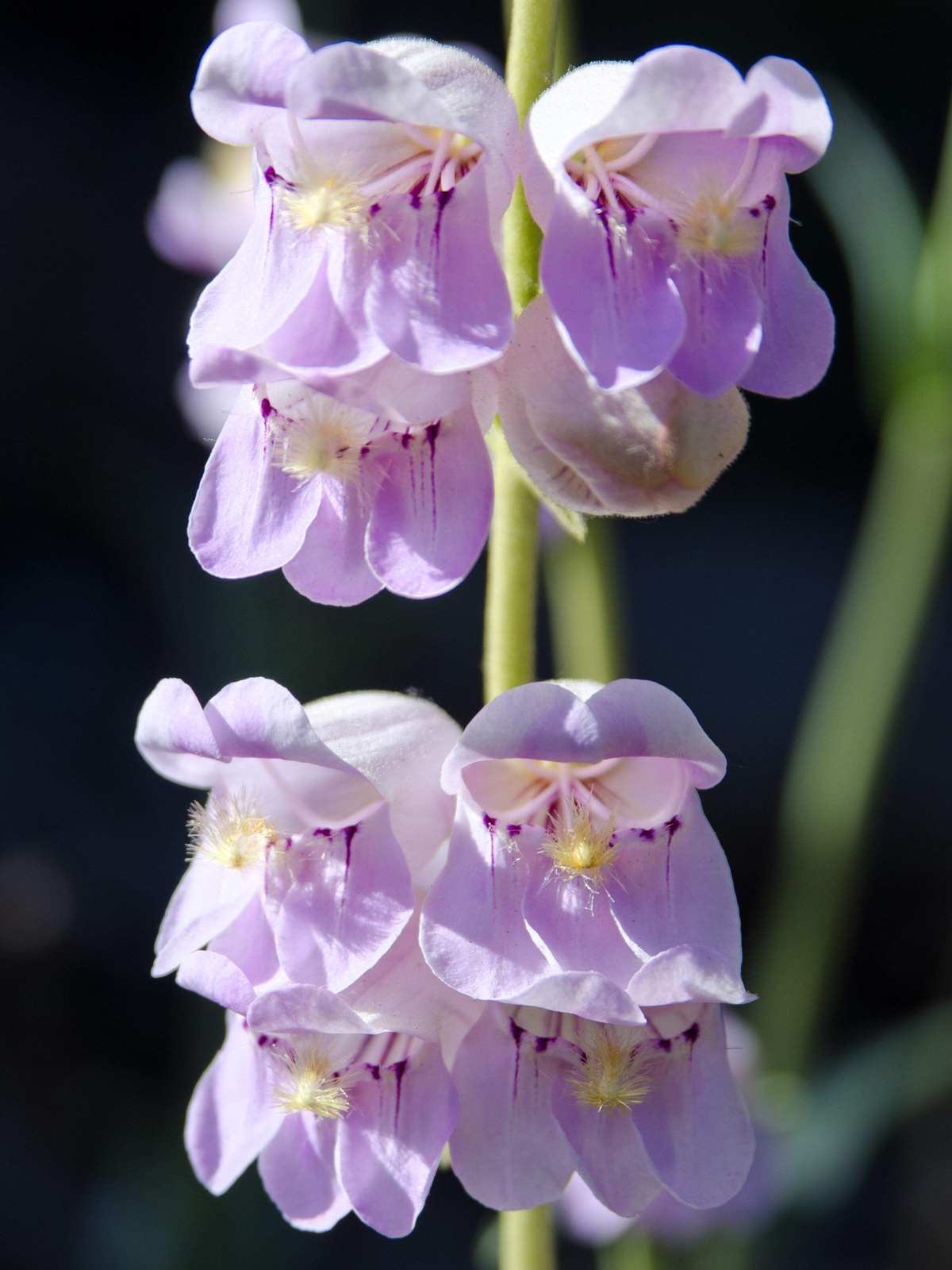 300 PALMERS PENSTEMON (Beardtongue / Balloon Flower) Penstemon Palmeri Flower Se