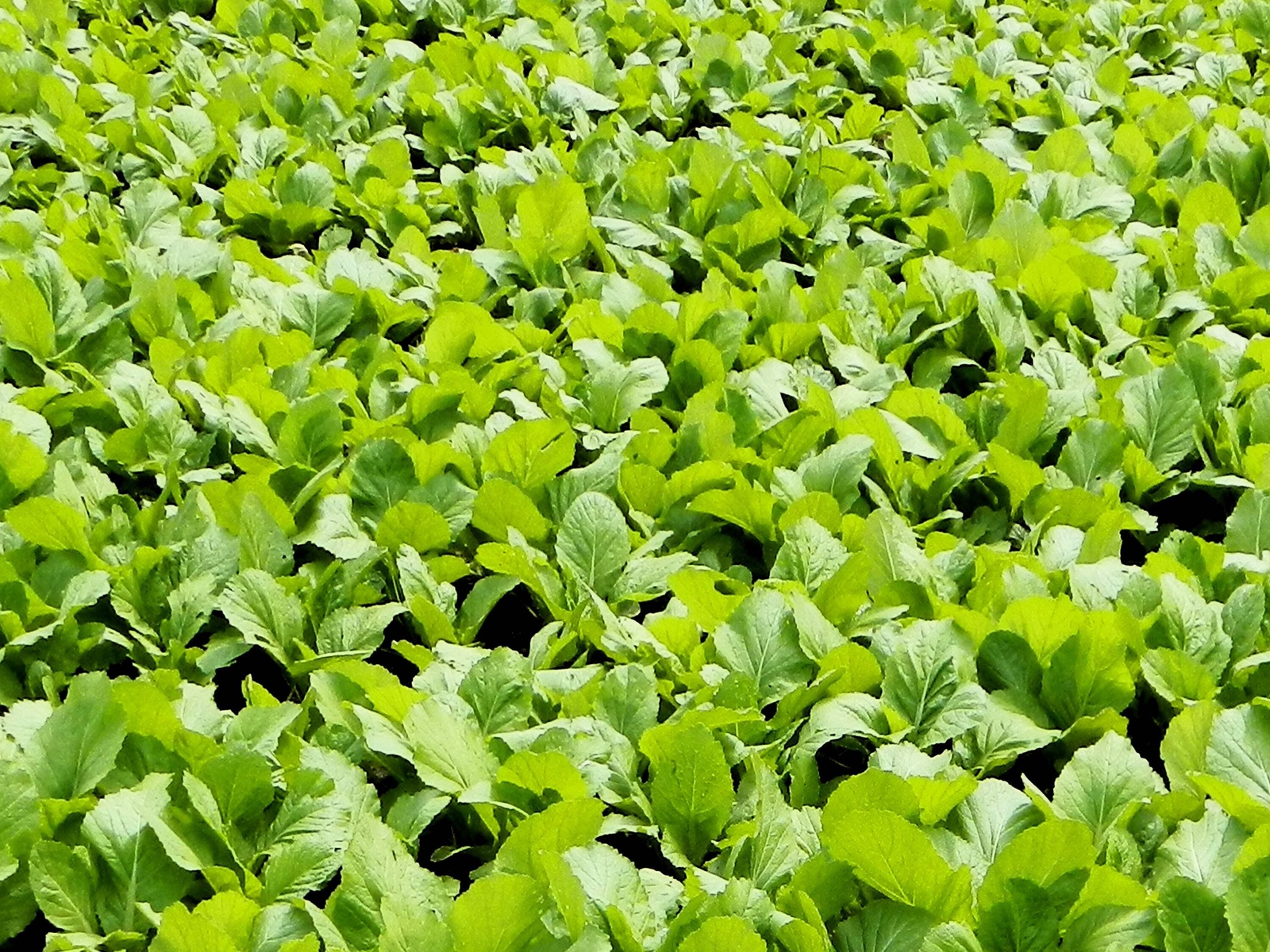 1000 BROWN MUSTARD Brassica Juncea Vegetable Herb Seeds *Flat S/H