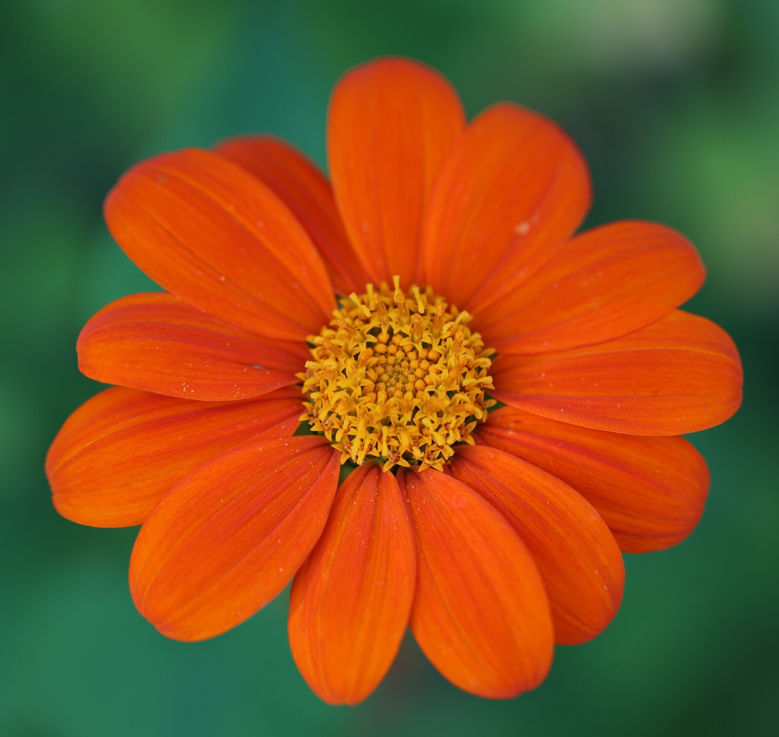 40+ seeds Mexican Sunflower / Tithonia -organic crop of 2024 / Free Shipping