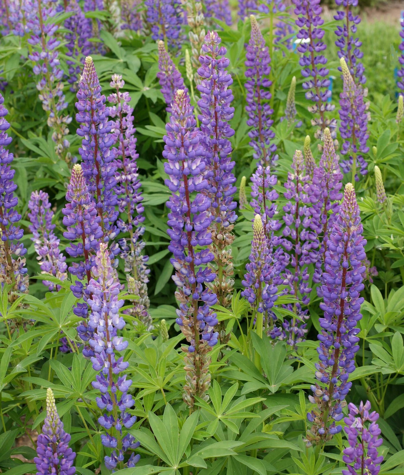 Lupine Seeds 100+ Perennis Perrenial Flower DEER RESISTANT USA FREE SHIPPING