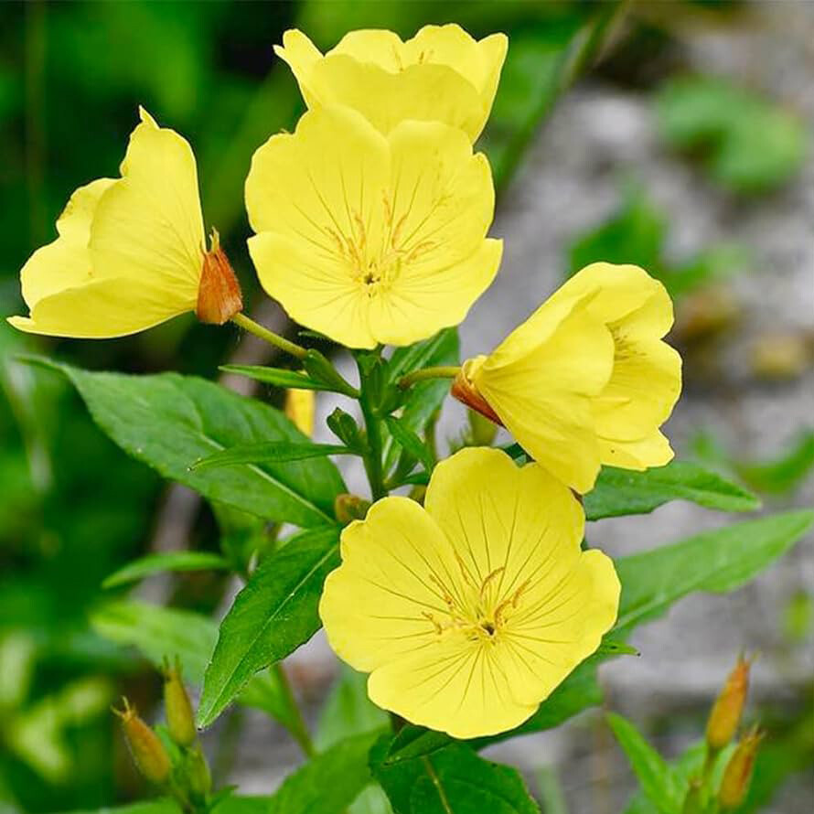 Yellow Common Evening Primrose Seeds | Non-GMO | Flower Seeds | Seed Store 1243