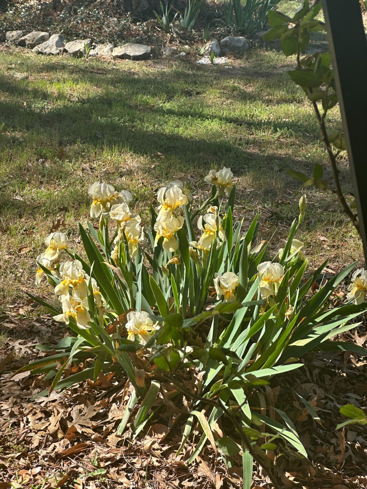 Antique Iris “Golden Shoulders” 10 Large Rhizomes!