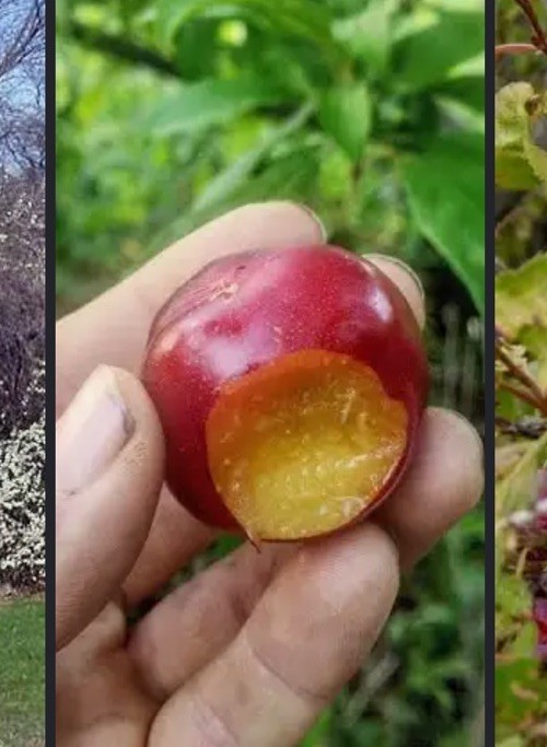 14-18″ tall American Plum tree, Prunus Americana (wild plum) 1-2 year old plant