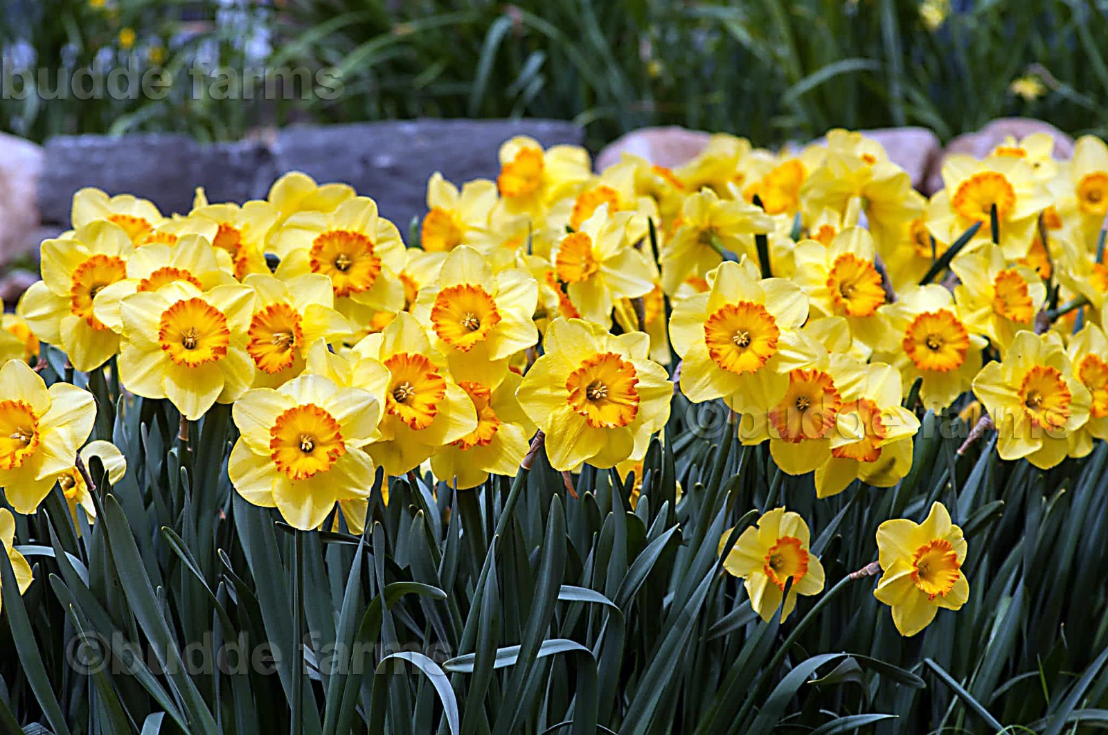 (10-PACK) Daffodil bulbs – Trumpet Mix; Red-Devon or similar *SPRING BLOOMS*