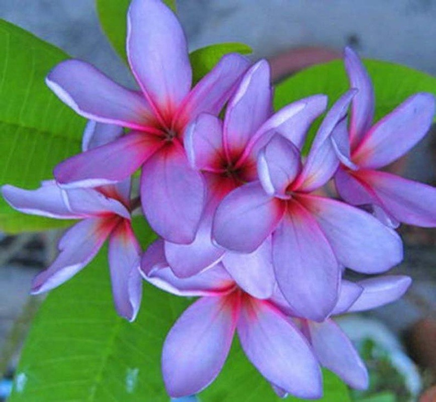 5 Purple Red Plumeria Seeds Perennial Flowers Seed Frangipani US SELLER