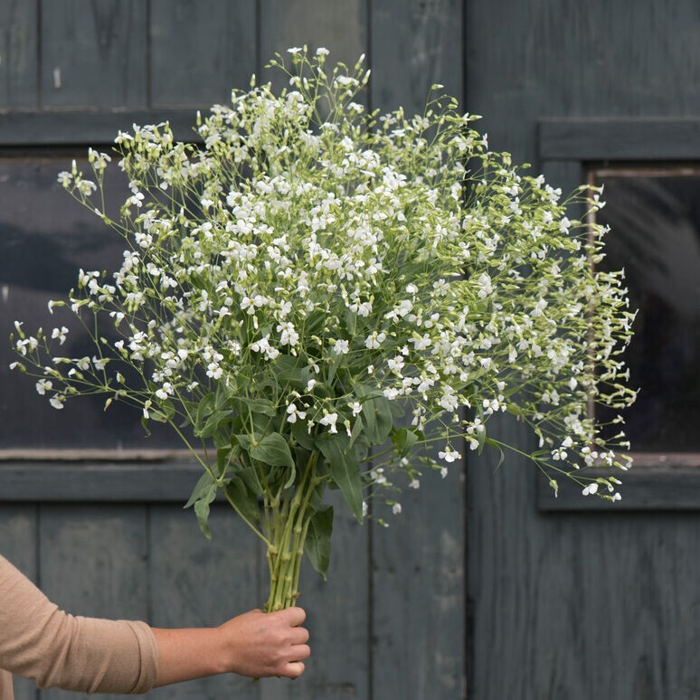 40 Saponaria Beauty Mix seeds