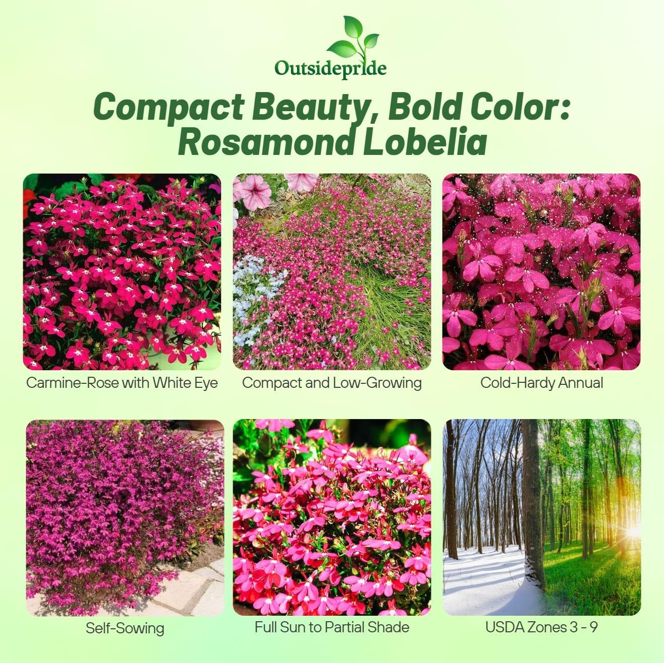 5000 Seeds Lobelia Seed – Lobelia Erinus Rosamund Ground Cover Seeds AAS Winner