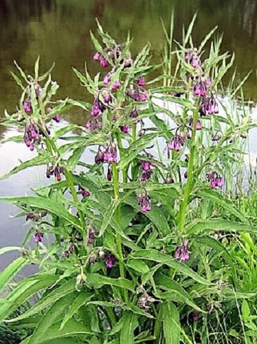 10 TRUE COMFREY Comphrey Symphytum Officinale Herb Seeds Purple Flowers