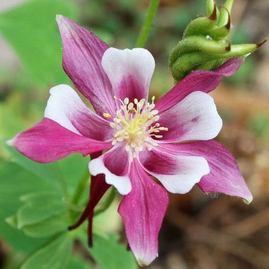 Columbine ROSE STAR Perennial Pollinator Attractor Part-Shade Non-GMO 100 Seeds!