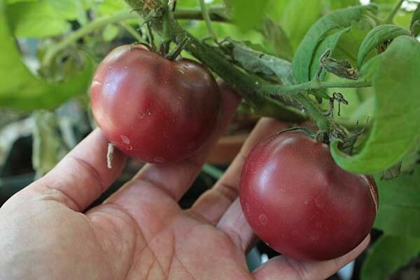 1/4 Million Veggie, Fruit & Sprout Seeds Survival/Garden+ $30 Herb Pack