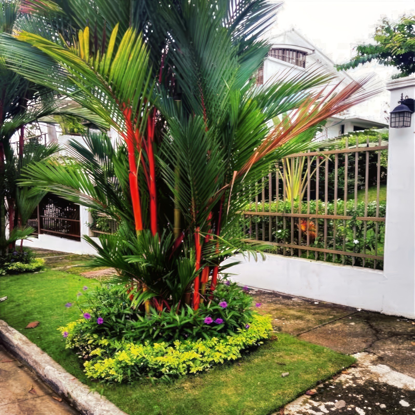 RED SEALING WAX “LIPSTICK PALM” TREE SEEDS (Cyrtostachys renda) House Plant RARE