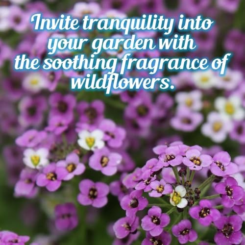 Fragrant Wildflower Seeds Mix – 1oz, Aromatic Annual and Perennial Wildflower