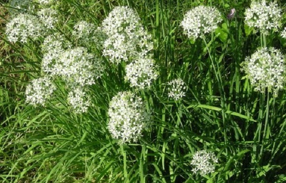 1,000 Garlic Chive Seeds Spice Seeds Chives Seeds HERB SEEDS